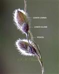  Spikelets